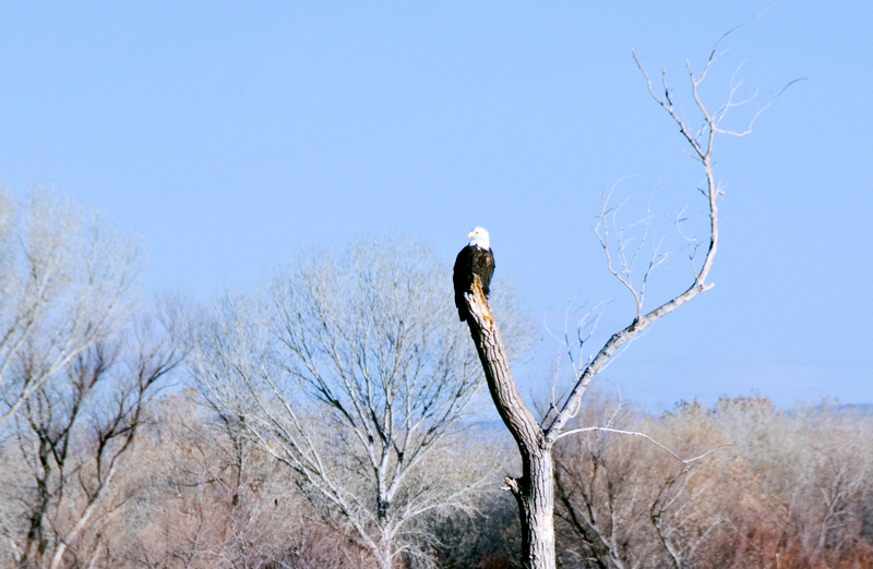 Bosque del Apache Photo 10